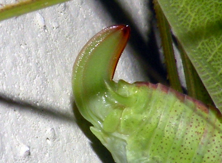 Phaneroptera nana, probabilmente